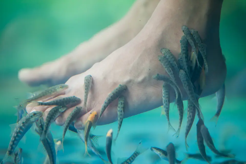 Los peces trabajan